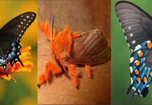 Butterflies and Moths – Before and After butterflies-moths-before-after