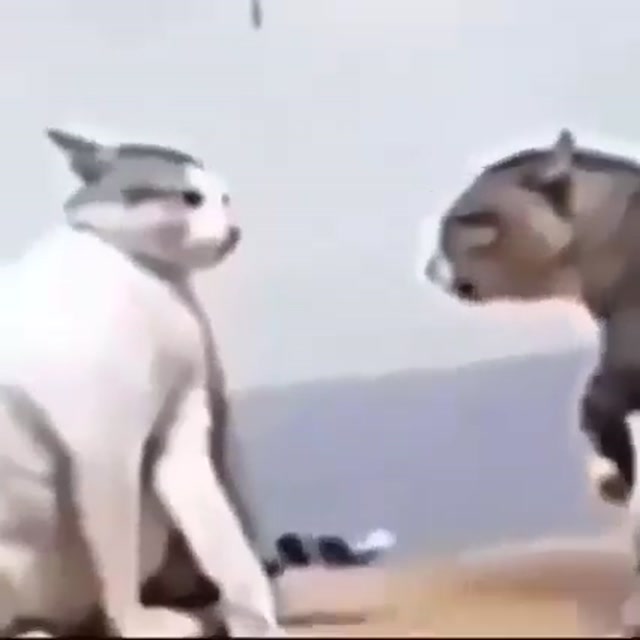 cat fight meme template variant 1
