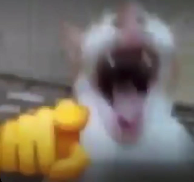 Cat laughter meme template variant 1