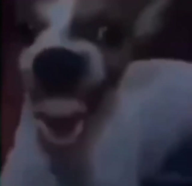 Dog Laughing meme template variant 1