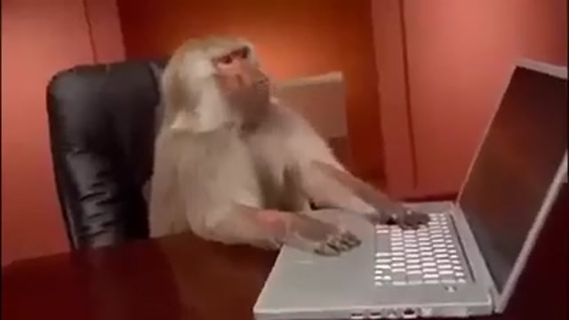 monkey with laptop meme template variant 1