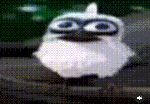 Shoting Bird meme template blank