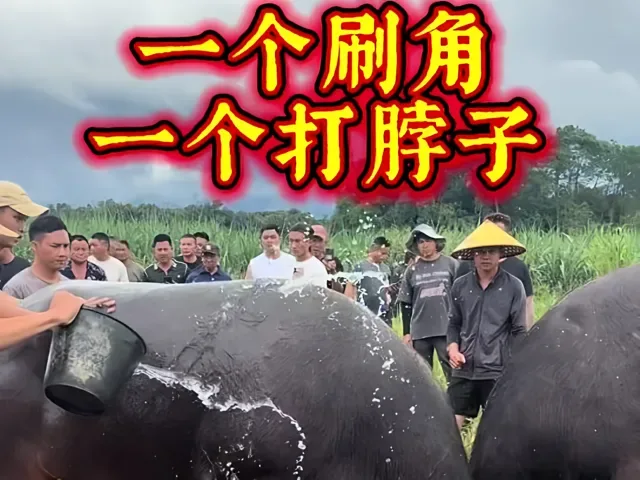 Douyin video: Bullfighting in Mangshi: One Scrapes Horns, One Hits from the Side. Scraping Horns Too Har by Three Horizontal One Vertical