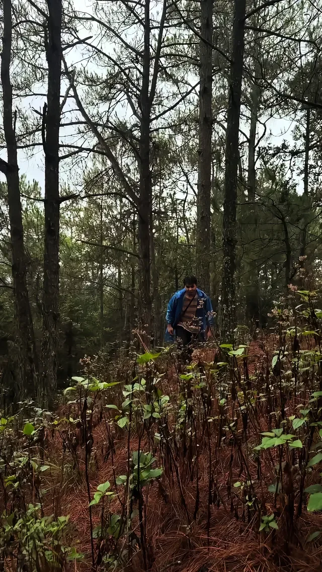 Douyin video: First time finding such a big mushroom, over three pounds! by New Farmer Xiao Fei