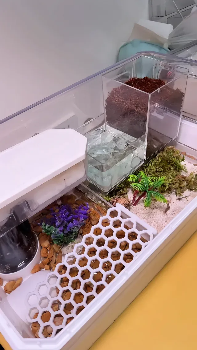 Douyin video: It's Been a While Since I Updated on the Hermit Crabs! by Xiu Xiu Seriously Raising Hamsters