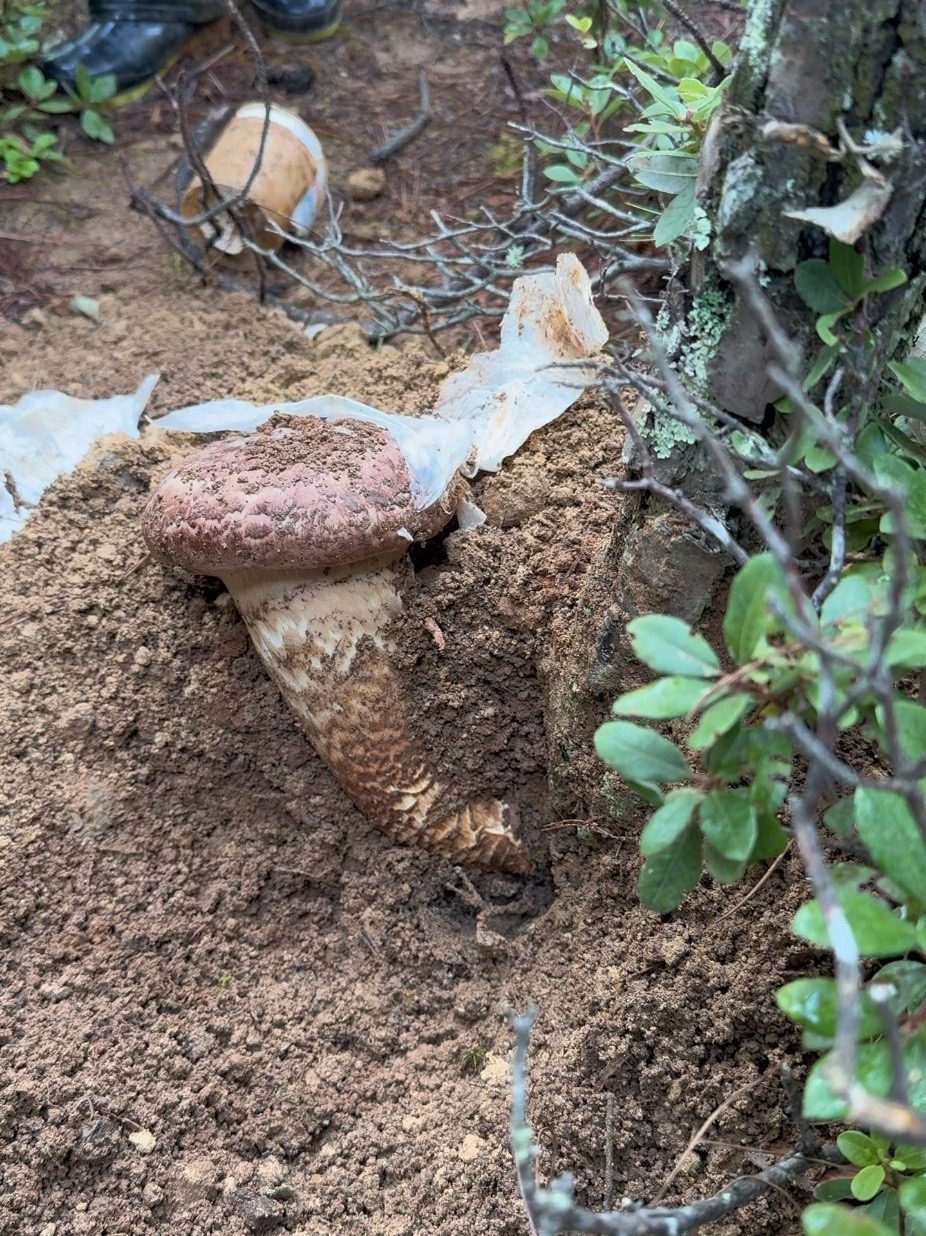 Douyin video: I pried out a super big matsutake, guess how heavy it is? by 韩小潇松茸野生菌
