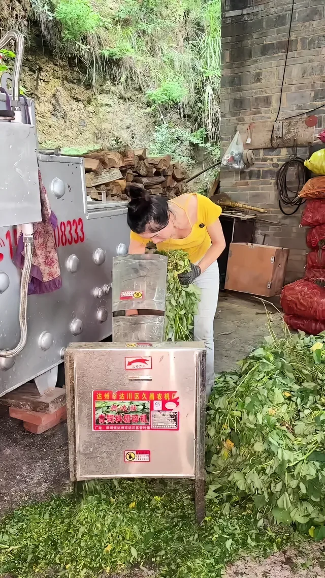Douyin video: Pigs in the Pen Waiting to Eat, Kids at Home Waiting for Flowers. Can't stop, must keep go by Pig Sister in Rural Chongqing