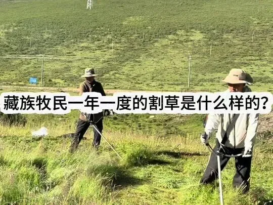Douyin video: What is the annual grass-cutting event like for Tibetan herders? Join me as I visit a male by Qu Pei Growth Diary