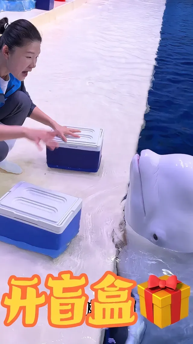 Douyin video: Dabao Opens a Blind Box～ by Beluga Photo Booth