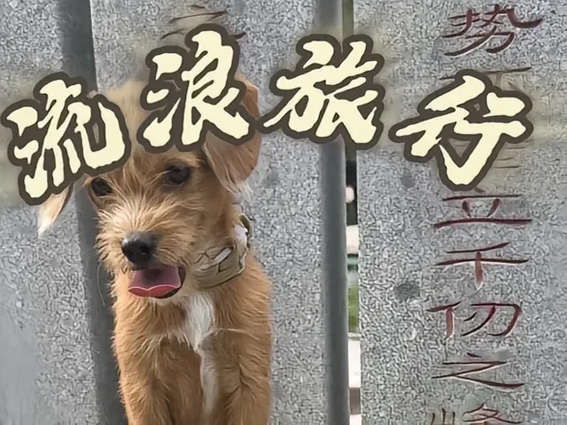 Douyin video: Day 7 of Our Journey with Four Dogs: Officially Started! by Earth Online Player 001