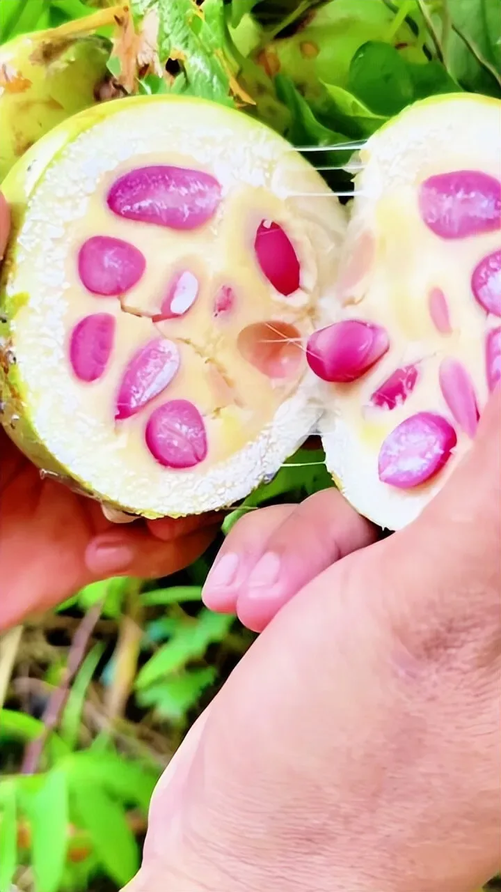 Douyin video: No Script in the Jungle, Step into the Amazon Rainforest and Immerse Yourself in Its Myste by Exploring the World