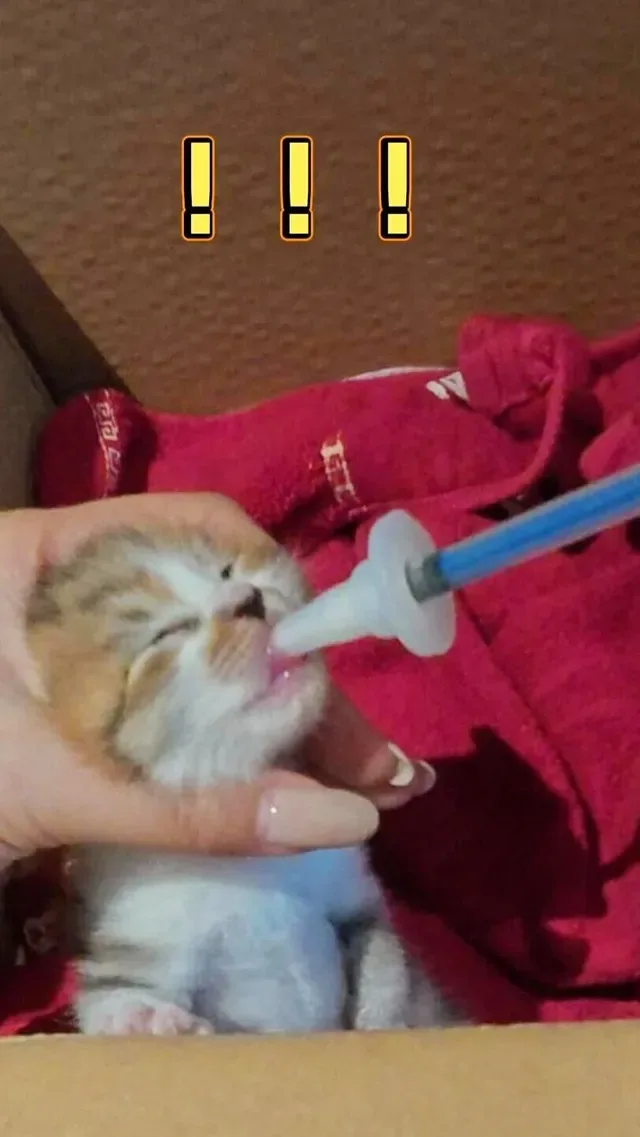 Douyin video: The Kitten from Mom Finally Drinks Milk! by Nuo Zha Zha