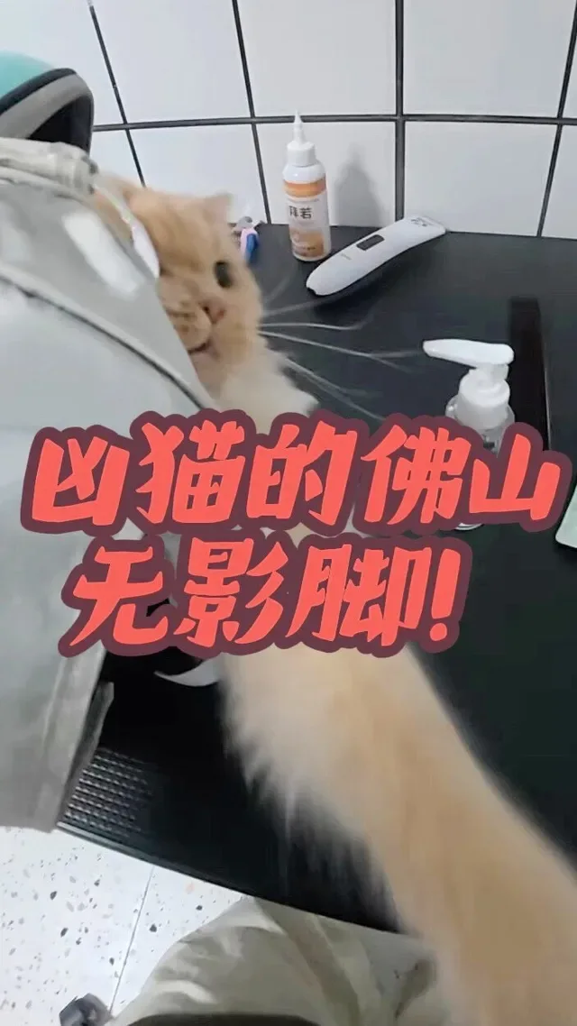 Douyin video: Got scratched by a fierce cat by Reborn Not Doing Civil Engineering, Washing Cats and Dogs