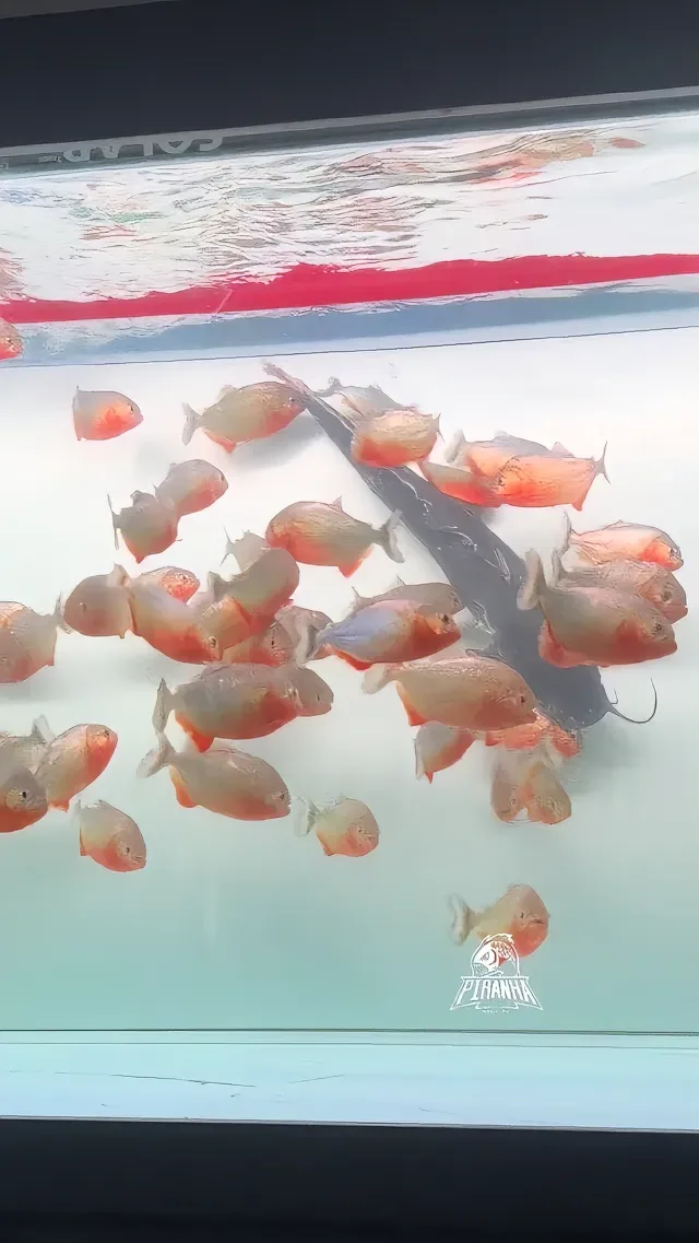 Douyin video: Piranhas Eliminate Egyptian Catfish by Good Dragon Water Tiger (South American Fierce Fish)