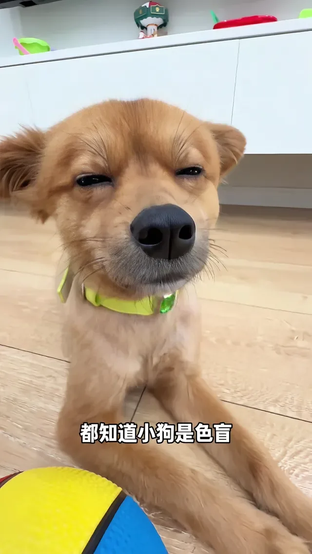 Douyin video: What Does Home Look Like Through a Puppy’s Eyes? by Zen Little Cutie