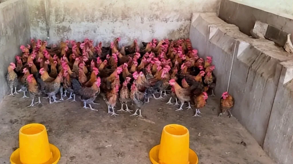 Douyin video: I caught 1,640 chicks, each costing 15 yuan, totaling 24,600 yuan. Wishing the chicks a ha by Farmer Dachun