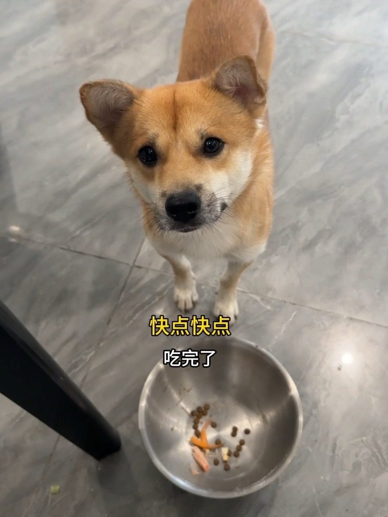 Douyin video: He won't get up until the food is served... Just look at him! Is being a dog this blissful by Wanzi's Eye-Catching Bag Xiao Huang