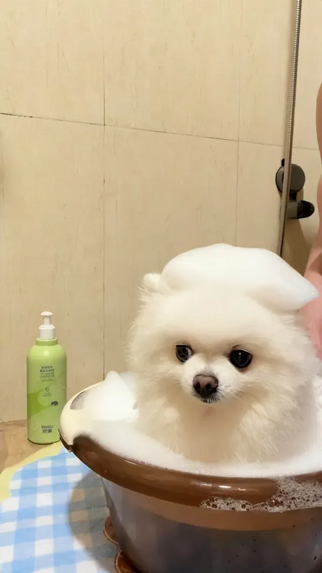 Douyin video: Beautiful Pomeranian After a Bath by A Ball