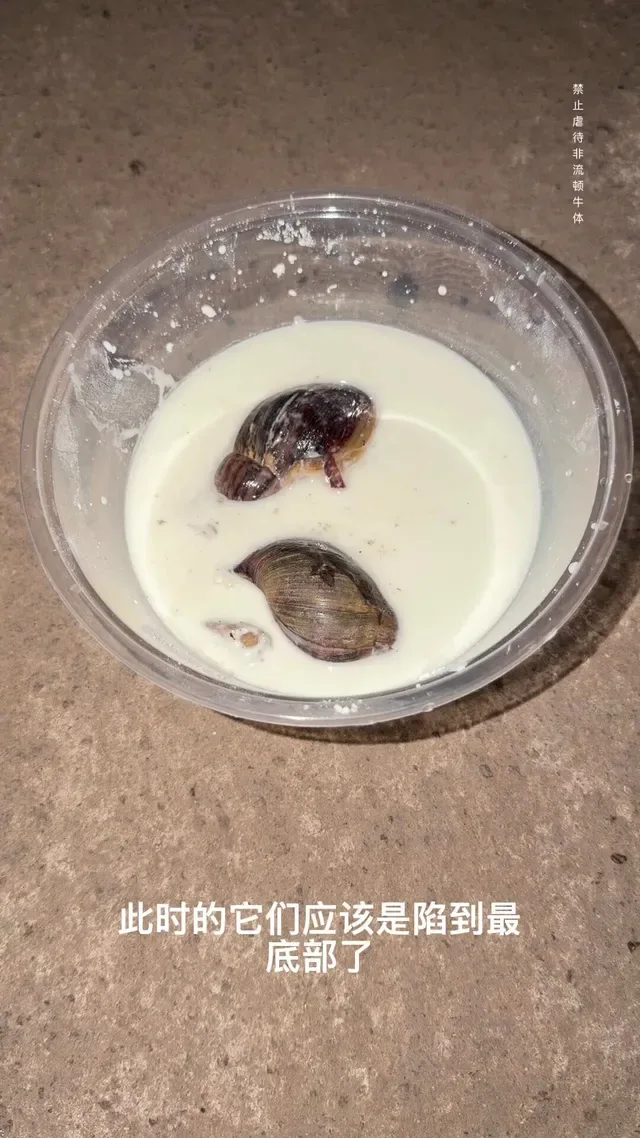 Douyin video: African giant snail challenges the non-native cow body. by Guo's Laboratory