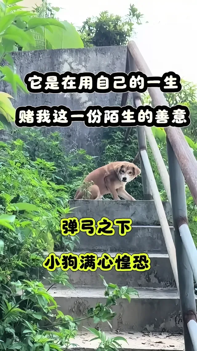 Douyin video: It bets its life on my kindness by Bajie Cat House