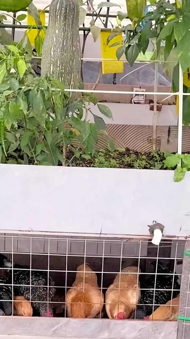 Douyin video: 我想让每一个养鸡的朋友都不用那么辛苦。不用天天铲粪、不用担心臭气熏天，更不用防黄鼠狼和老鼠，实践一年多的楼顶立体农场分享给大家#养鸡不辛苦 #楼顶农场 #立体种养 #农村生活#发酵 by Qi San