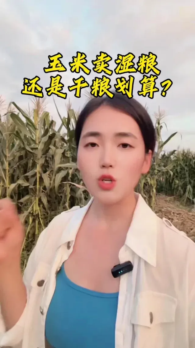 Douyin video: Corn Harvesting is About to Begin! Is it More Cost-Effective to Sell Dry or Wet Grain? Thi by New Farmer Nana
