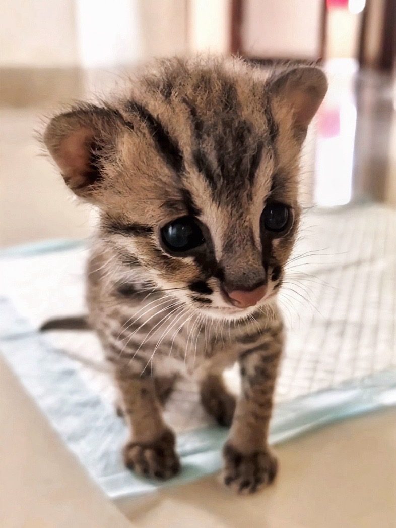 Douyin video: The Day Before Little Pinecone Leaves Home, Missing It So Much by ff Brave Fly