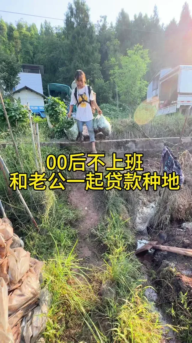 Douyin video: It's time to transplant strawberries again; this year is sure to be a good harvest. Let's  by Farming Feifei (Anju)