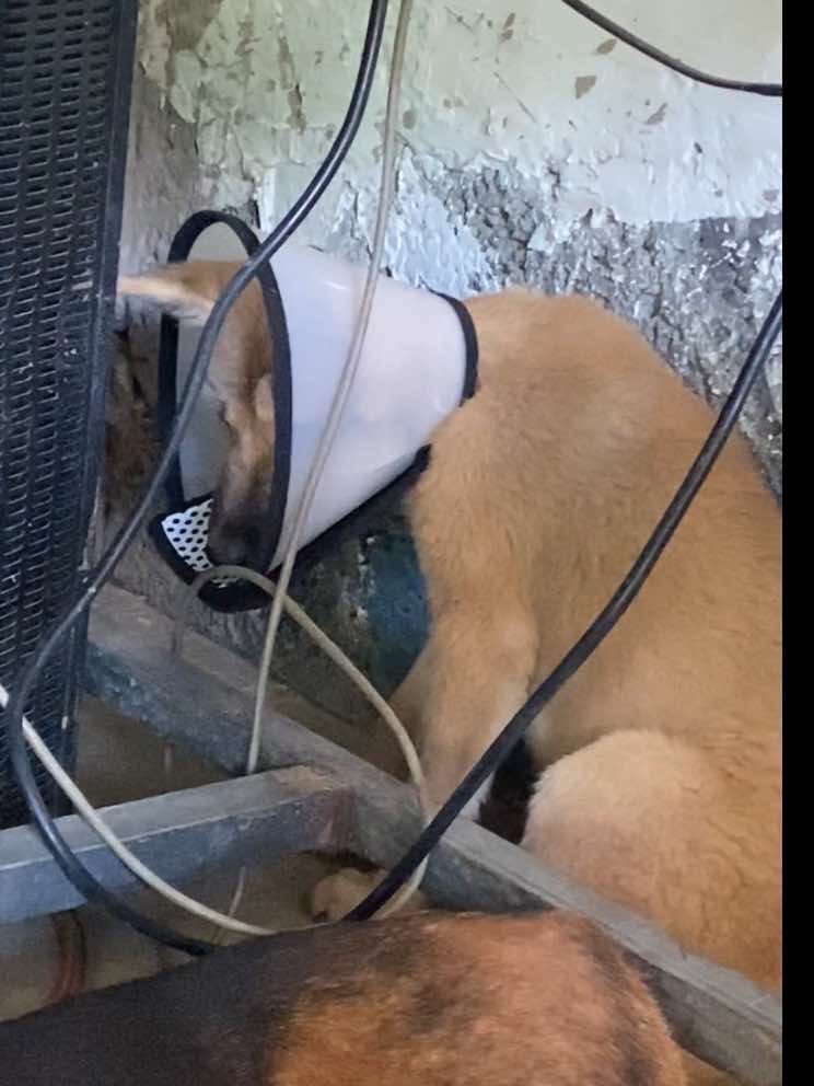Douyin video: My Chinese Rural Dog with a Black Snout Got Hurt by ✨Cheng Feng💫