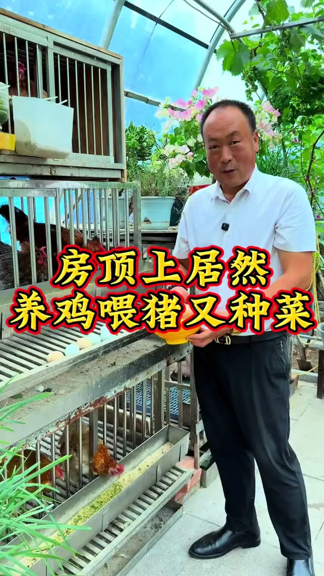 Douyin video: Raising Chickens and Growing Vegetables on the Rooftop by Rooftop Garden Uncle