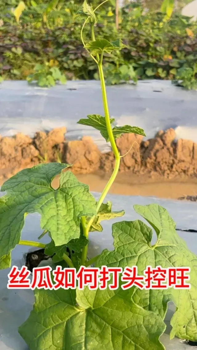 Douyin video: 丝瓜苗应该在什么时候打头，什么时候控旺呢#丝瓜苗 #丝瓜种植 #农业种植 by 瓜多多-阿甘