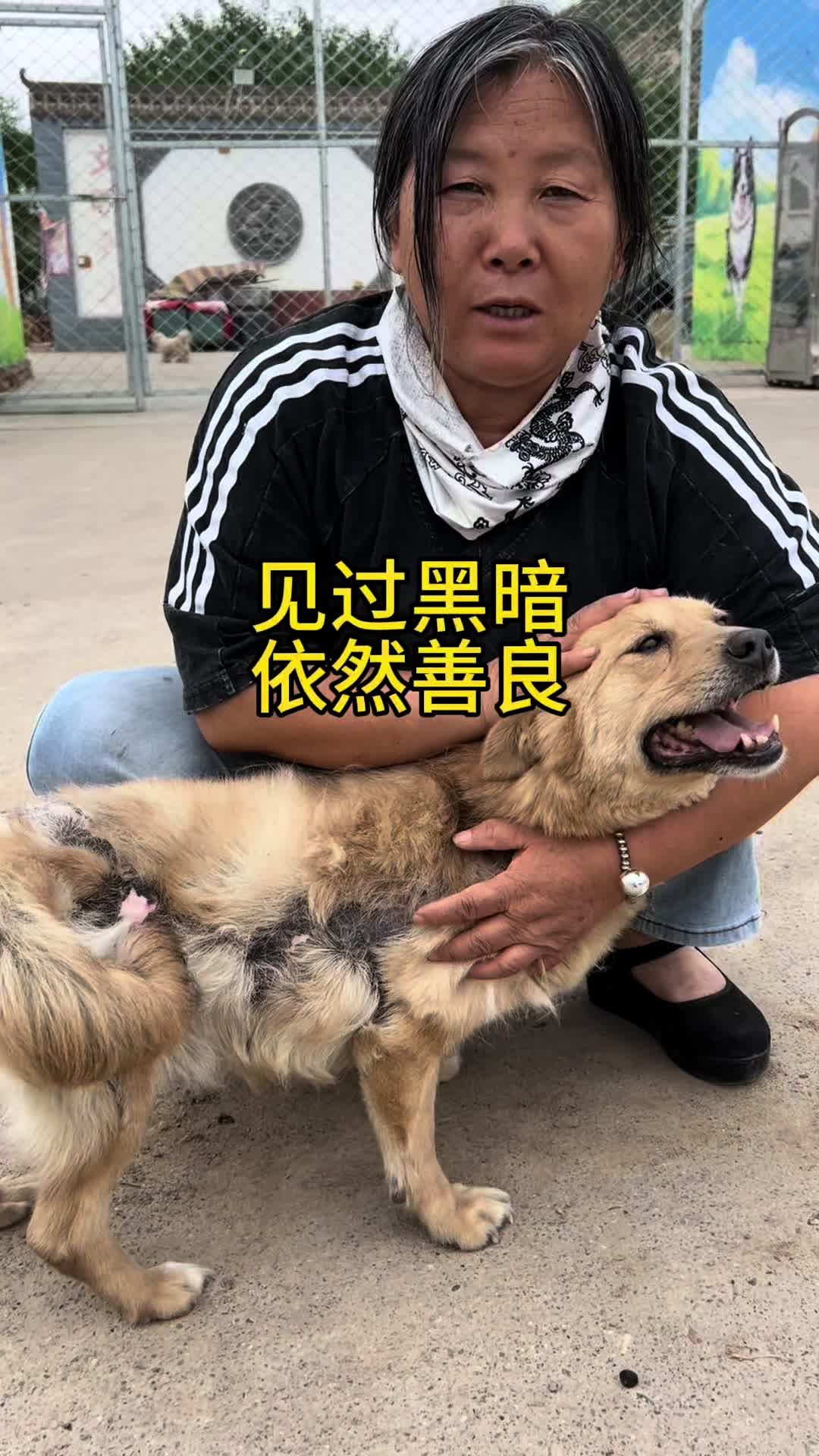 Douyin video: #dogs #stray dog rescue base #stray dogs #cute pets debut plan by Lanzhou Haishi Bay Rescue Station