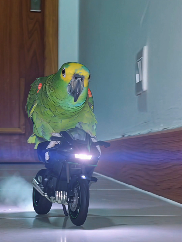 TikTok video by @kennyslowbird using the sound La Bebe (Remix)