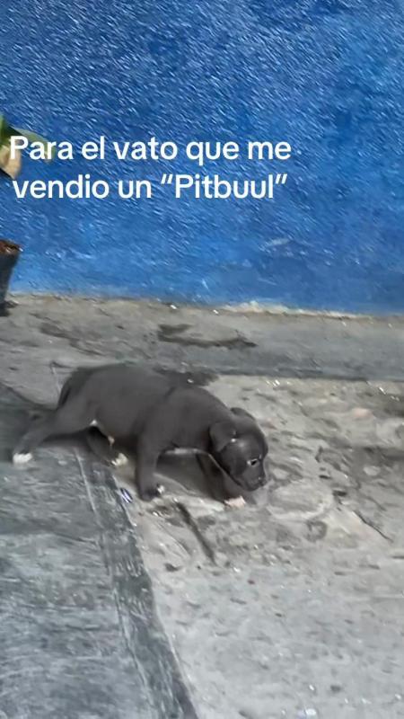 TikTok video by @lizeth.maldonado538 using the sound Gasolina