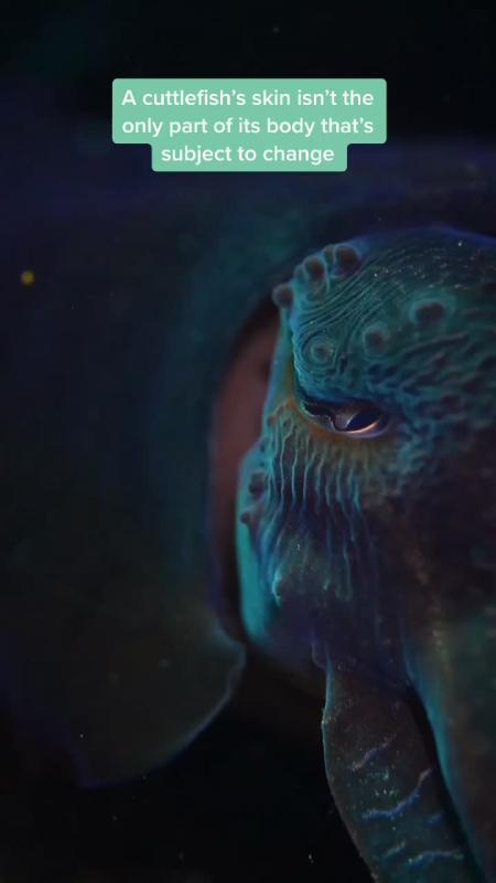 TikTok video by @sciencechannel using the sound Day 'N' Nite (nightmare)
