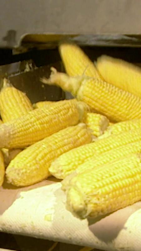 TikTok video by @sciencechannel using the sound It's Corn