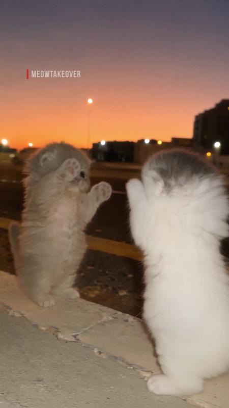 TikTok video by @meowtakeover using the sound ME JALO