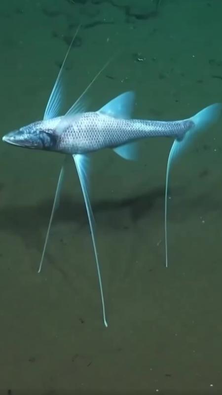 TikTok video by @northsea818 using the sound Hoist The Colours - Bass Singers Version