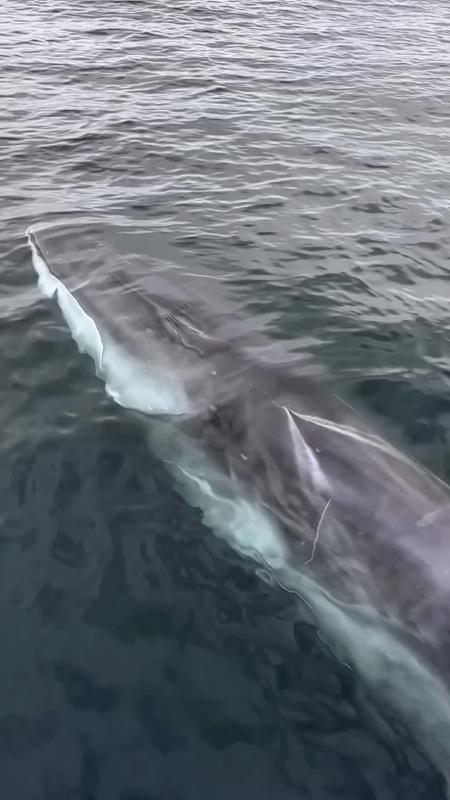 TikTok video by @oopsocean3 using the sound Hoist The Colours - Bass Singers Version