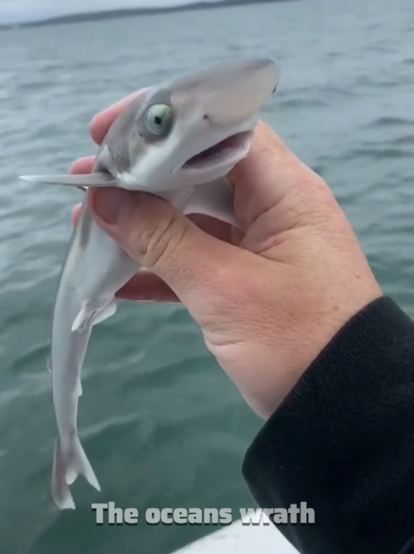 TikTok video by @the.oceans.wrath using the sound Hoist The Colours - Bass Singers Version