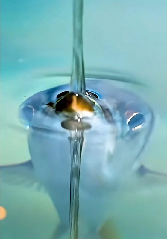 TikTok video by @animalcrackhead4 using the sound Einaudi: Experience