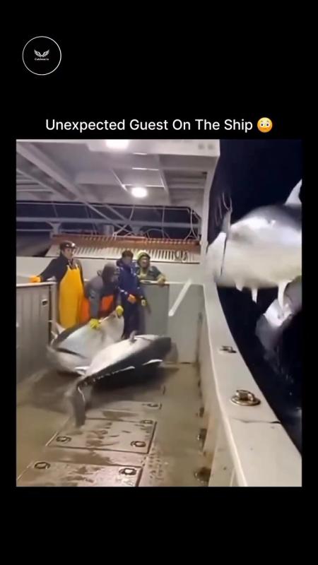 TikTok video by @ocean.sea60 using the sound Hoist The Colours (A Cappella)