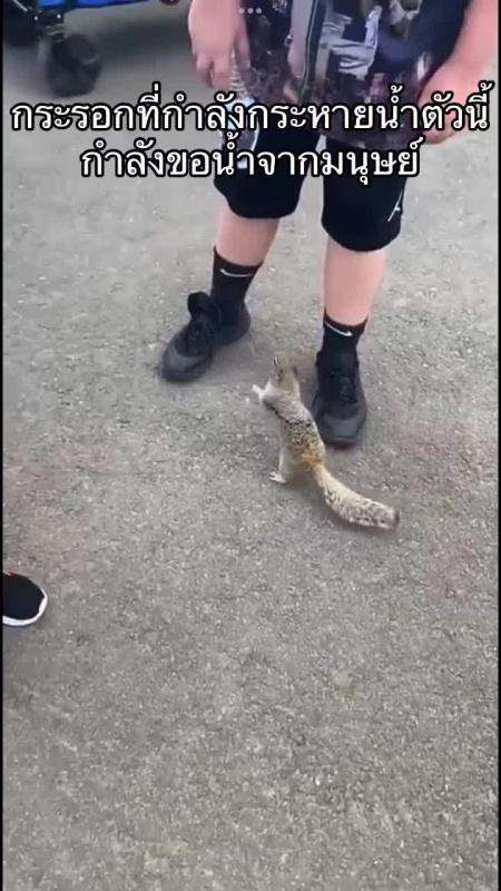 TikTok video by @nature_683 using the sound Jacob and the Stone