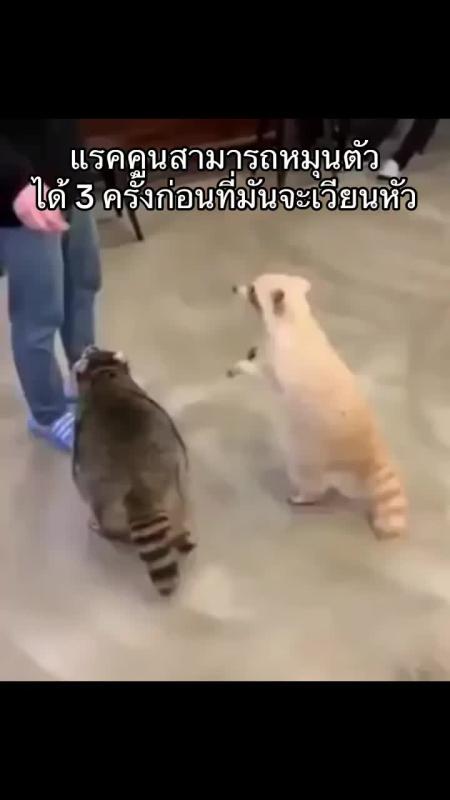 TikTok video by @nature_683 using the sound Jacob and the Stone
