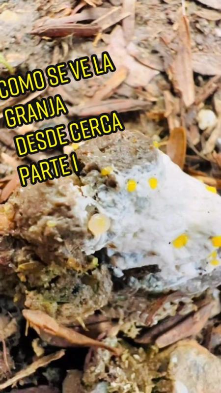 TikTok video by @lagranjadelborrego using the sound SAOKO