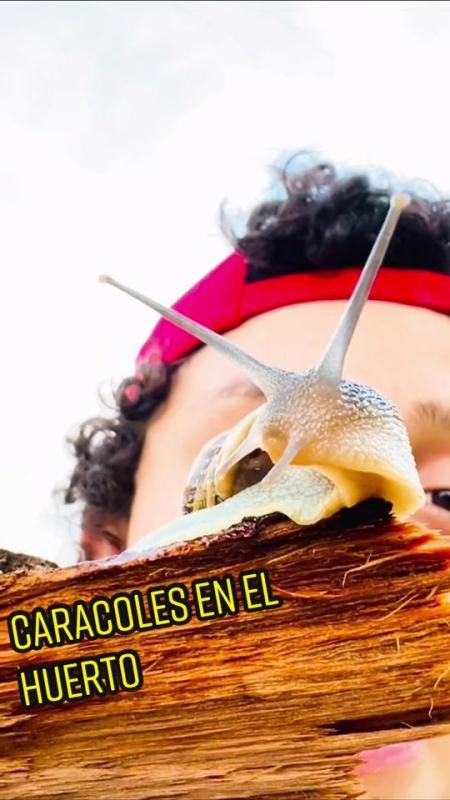 TikTok video by @lagranjadelborrego using the sound Envolver