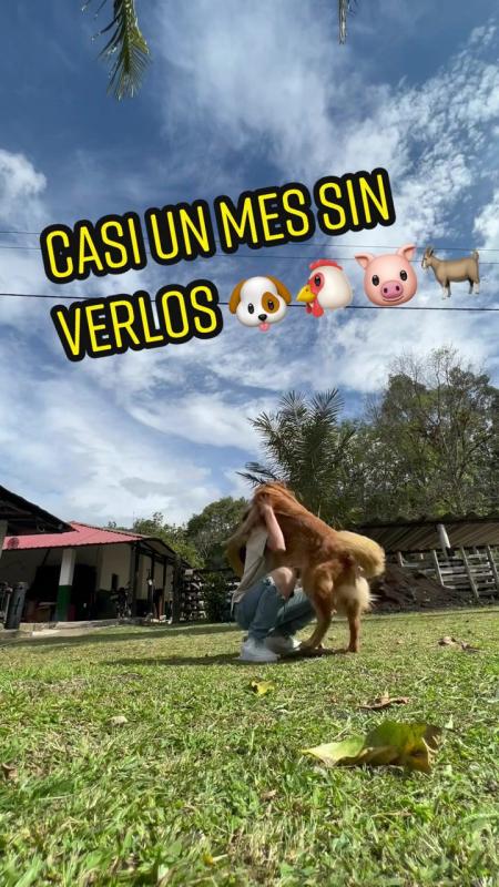 TikTok video by @lagranjadelborrego using the sound Los Aparatos
