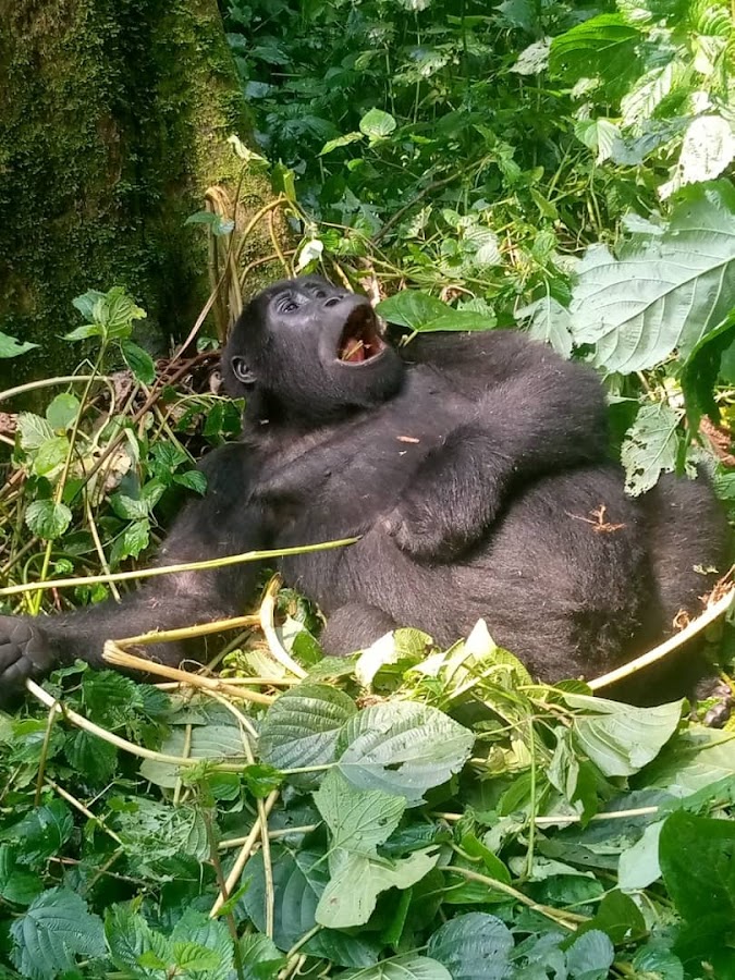 Photo of Gorilla Trek Rwanda