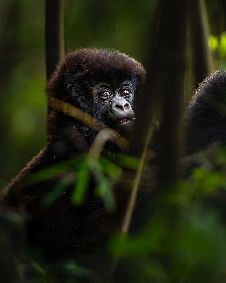 Photo of Gorilla Trek Rwanda