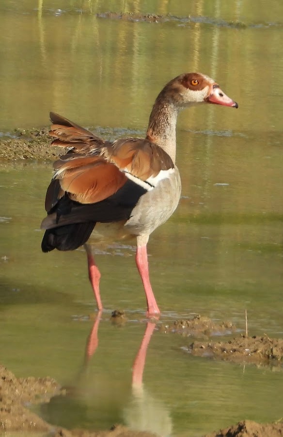 Photo of Afri Safaris